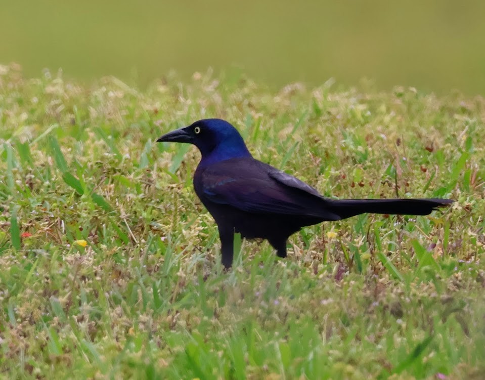 Common Grackle - Charles Campbell