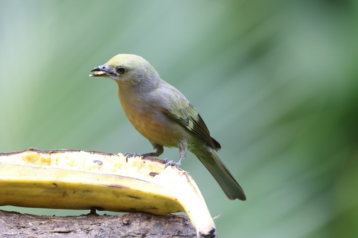 Palm Tanager - Gareth Bowes