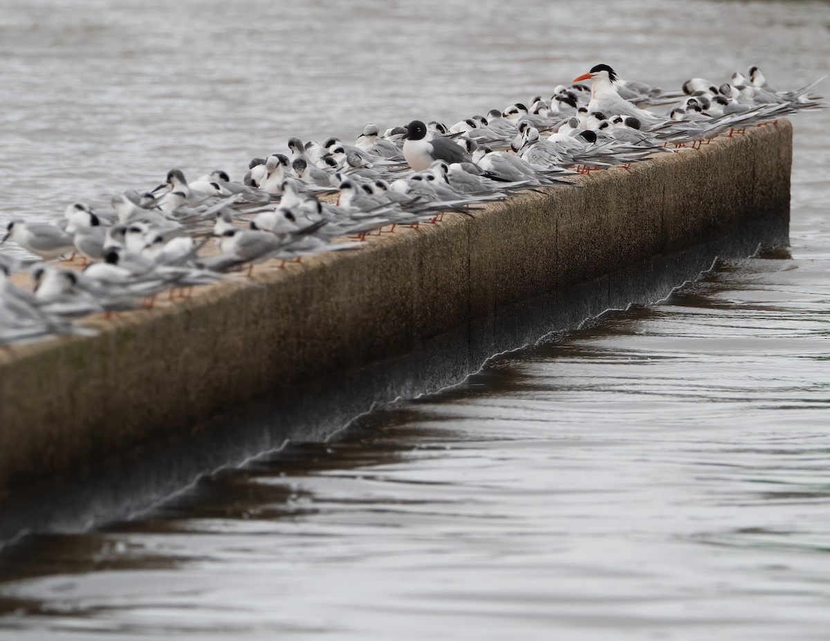 Caspian Tern - ML618382612