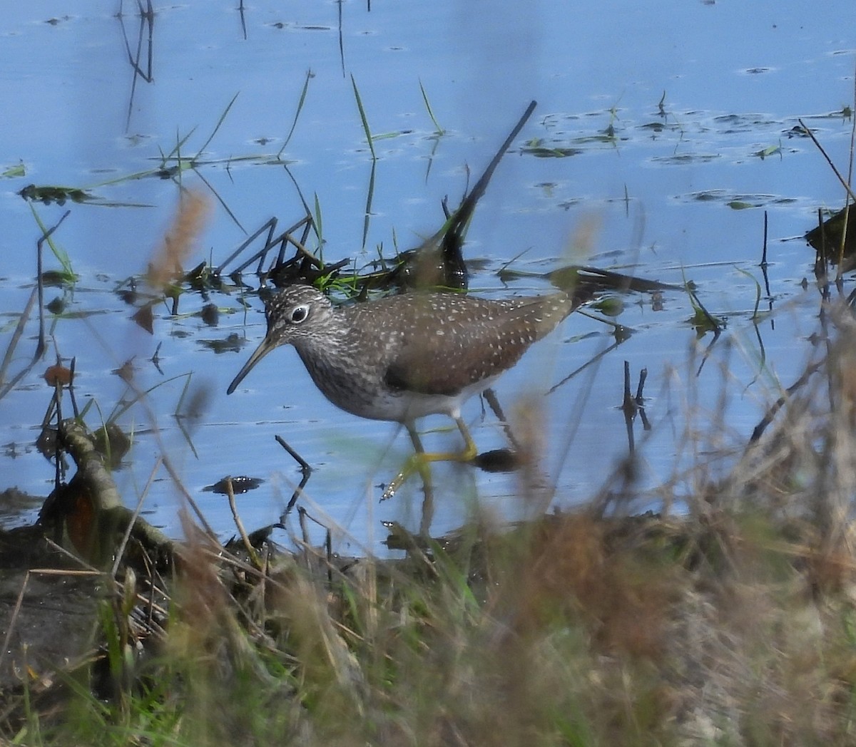 Solitary Sandpiper - Sarah Hobart