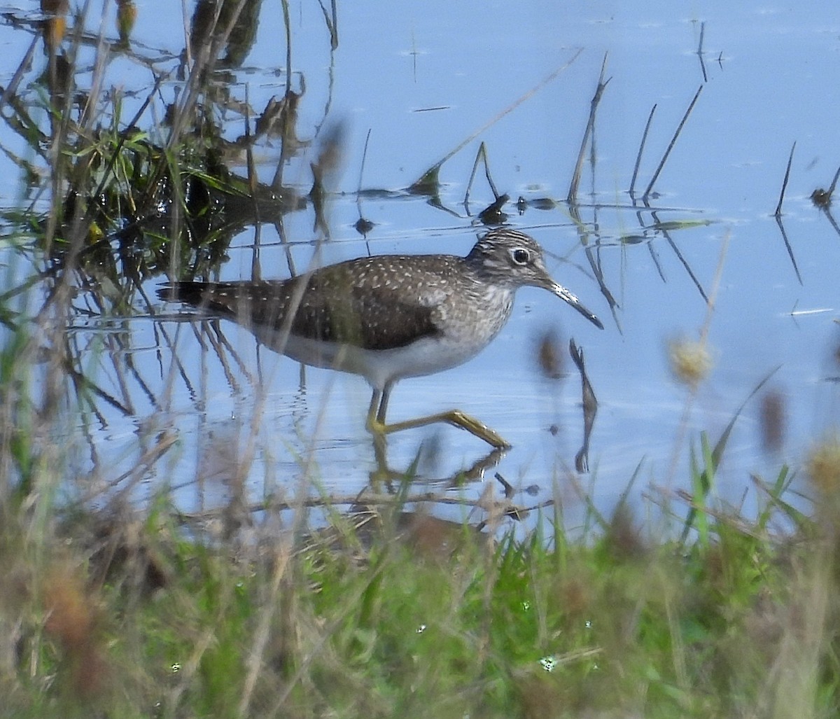 Solitary Sandpiper - ML618382632