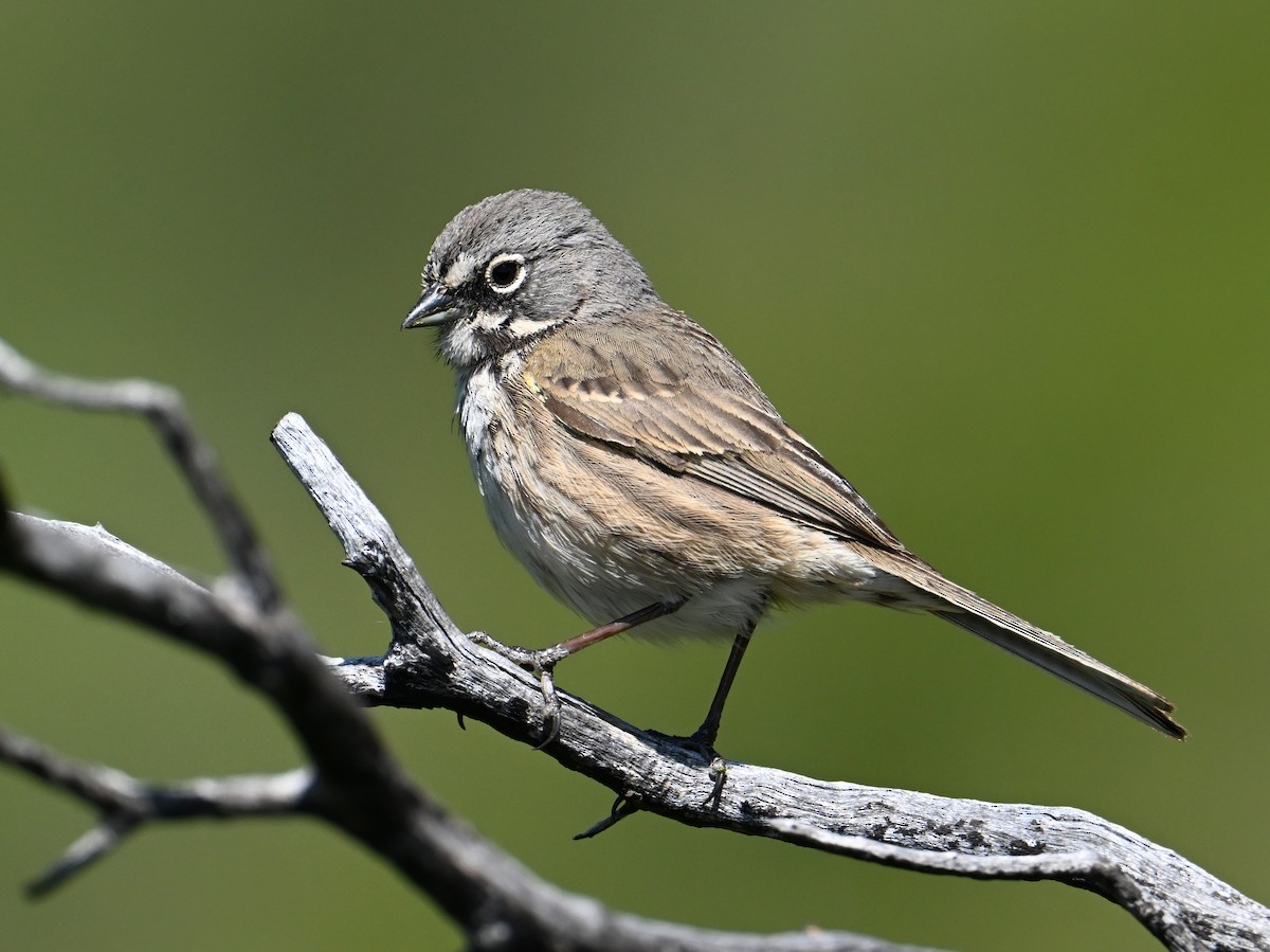 Bell's Sparrow - jerald britten