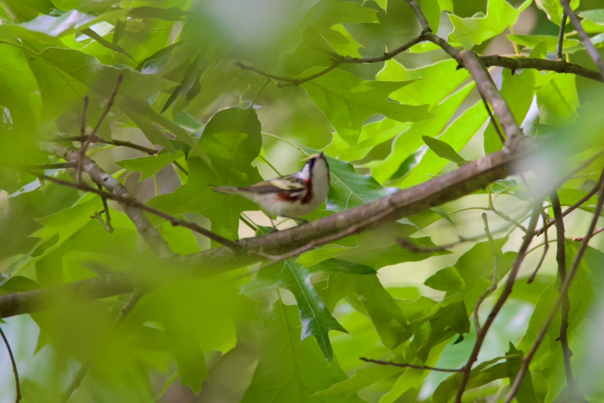 Chestnut-sided Warbler - ML618382644