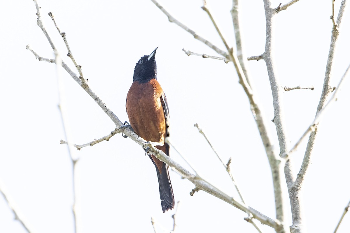 Orchard Oriole - John Troth