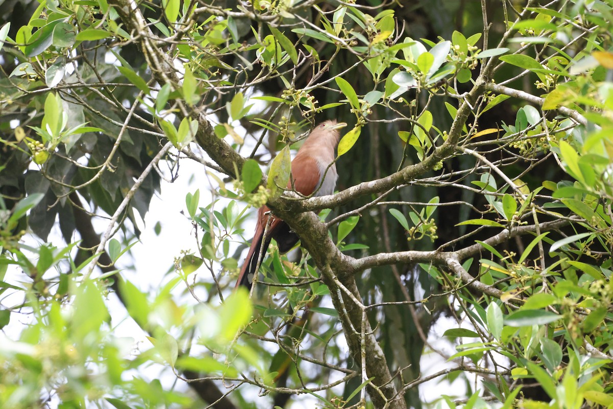 Squirrel Cuckoo - Gareth Bowes