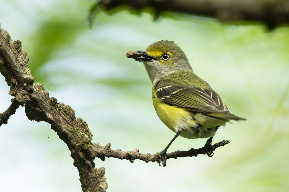 White-eyed Vireo - John Troth