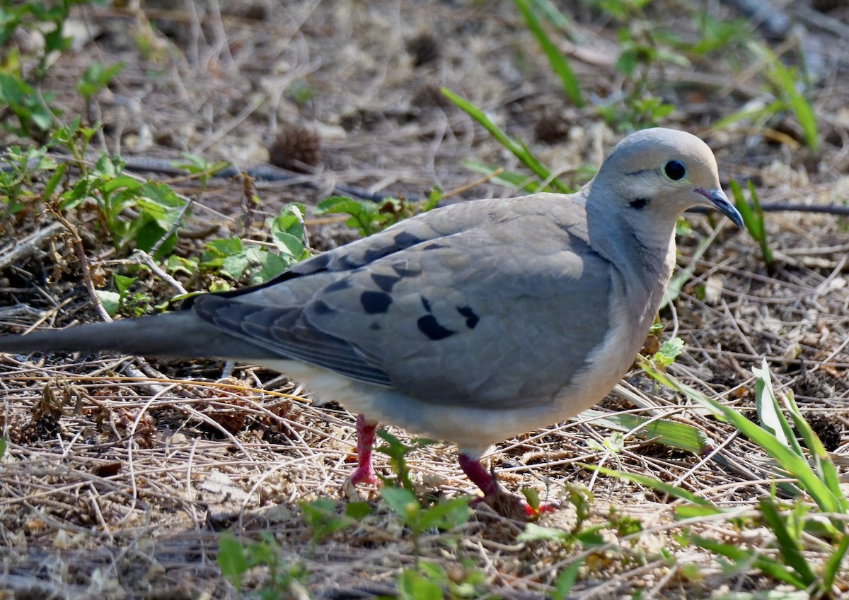 Mourning Dove - ML618382658