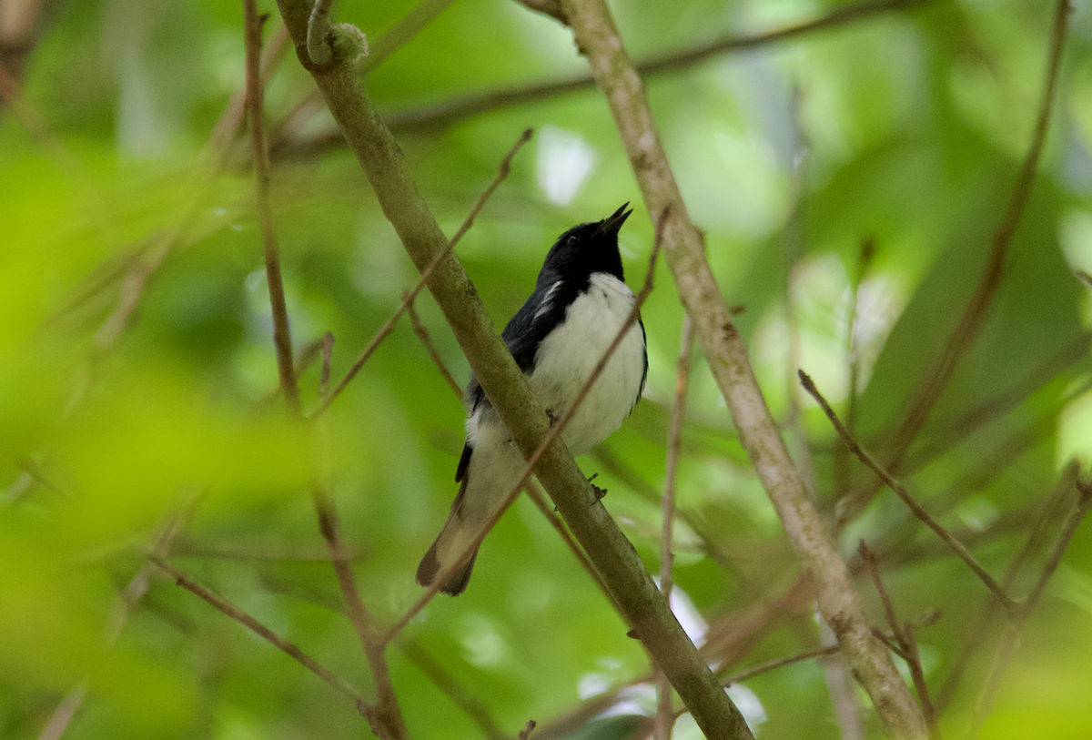 Black-throated Blue Warbler - ML618382666