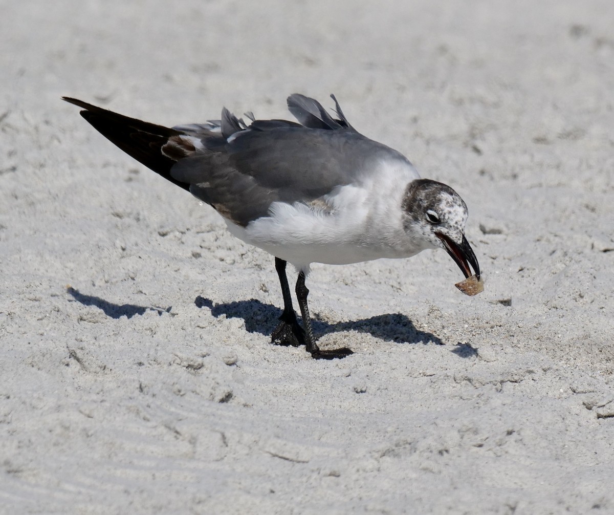 Laughing Gull - ML618382674