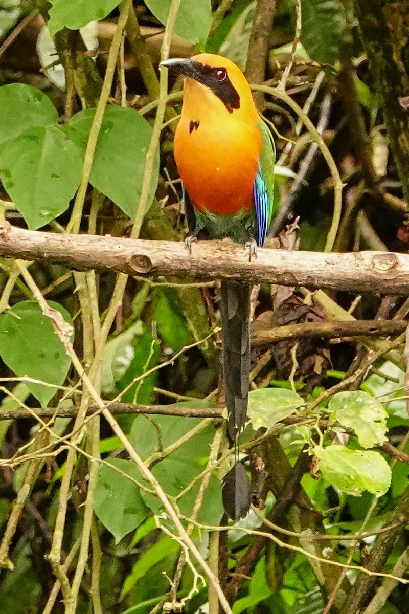 Rufous Motmot - Kathy Doddridge