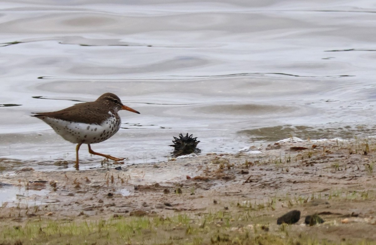 Spotted Sandpiper - Charles Campbell