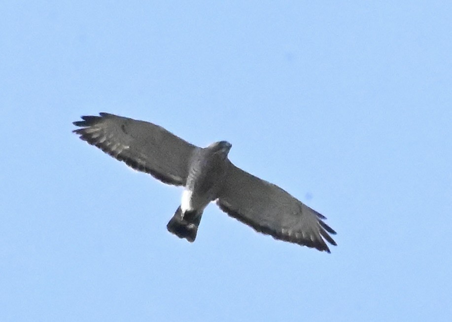 Broad-winged Hawk - Tina Barney