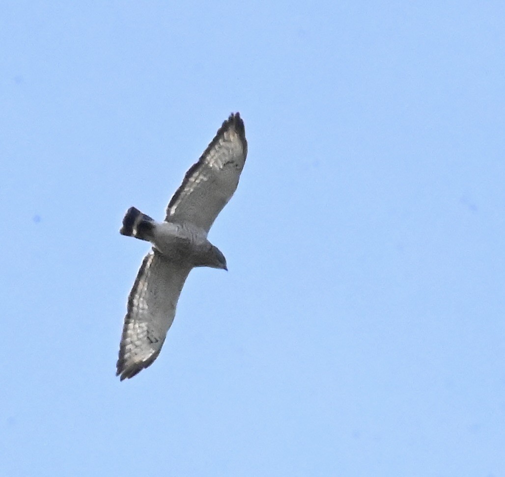 Broad-winged Hawk - Tina Barney