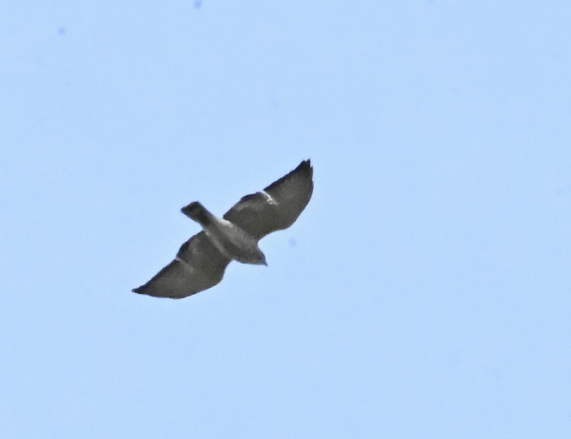 Broad-winged Hawk - Tina Barney