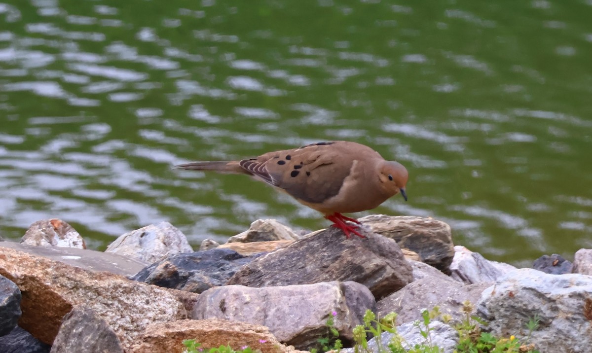 Mourning Dove - Charles Campbell