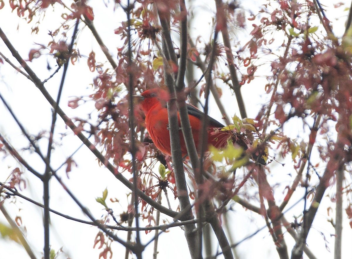 Scarlet Tanager - ML618382886