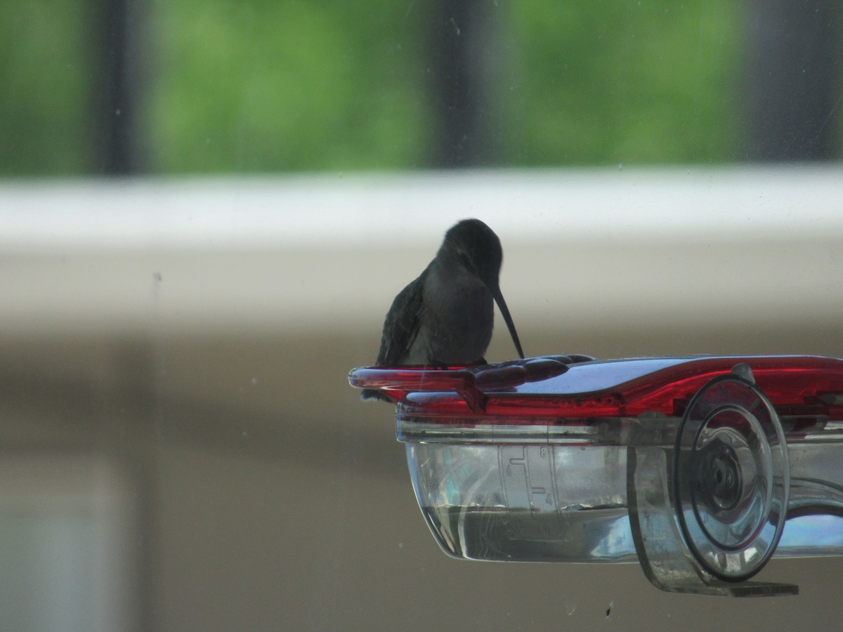 Black-chinned Hummingbird - Dorothy Johnson