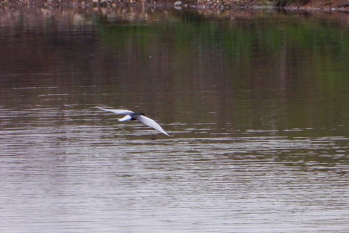 White-winged Tern - Vladislav Železný