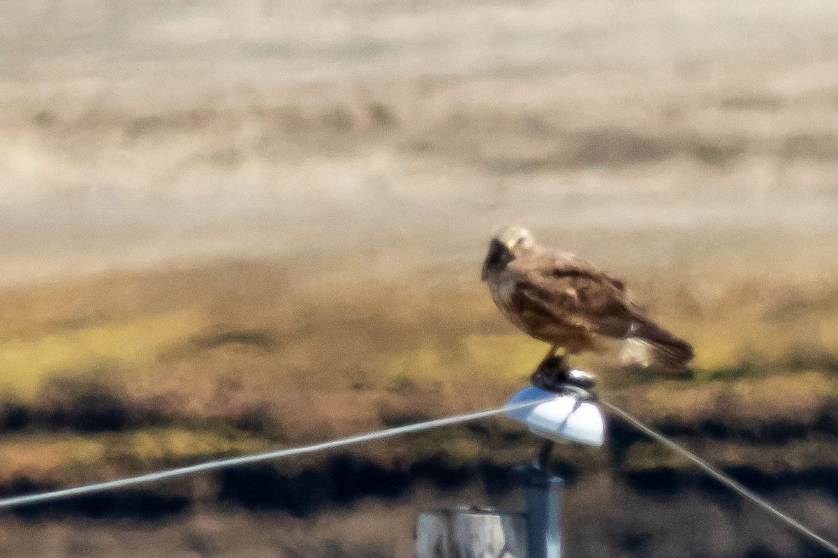 Swainson's Hawk - ML618382950