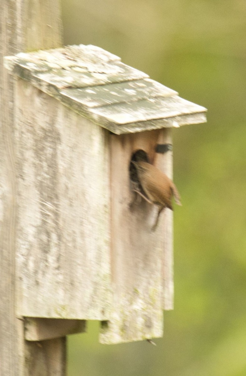 House Wren - ML618382968