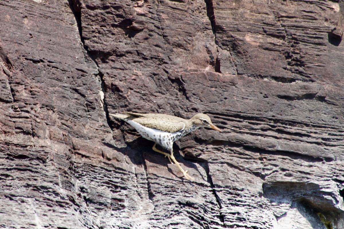 Spotted Sandpiper - ML618382974