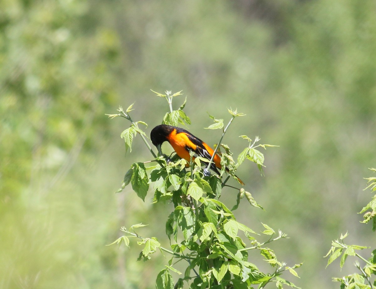 Baltimore Oriole - Brian Voorhees