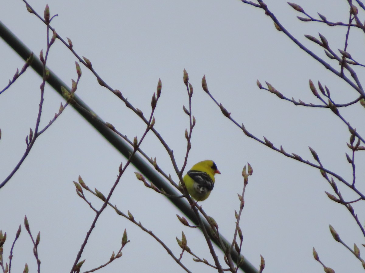 American Goldfinch - Serge Benoit