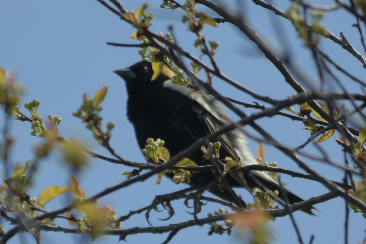 Bobolink - Alan and Debbie Dickinson