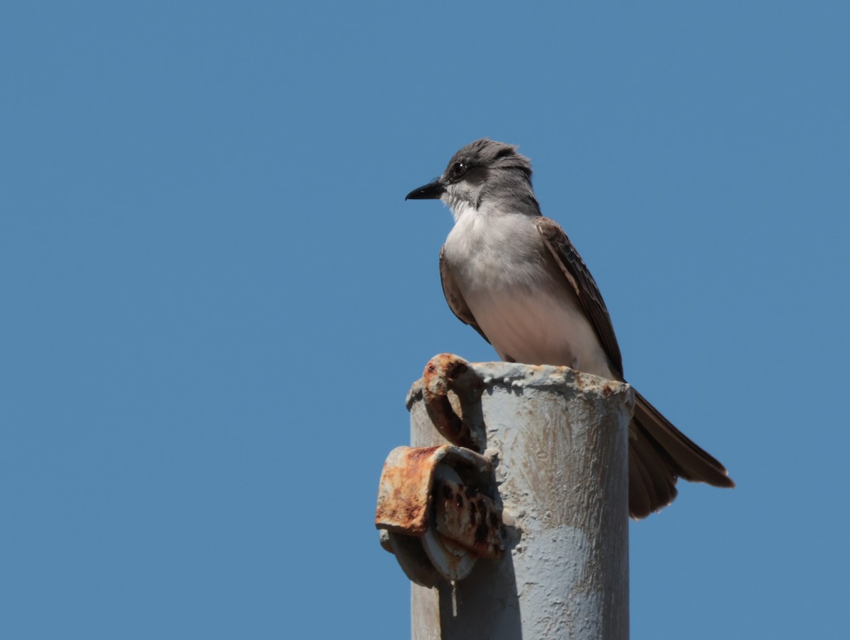 Gray Kingbird - ML618383041