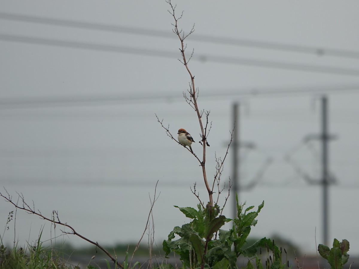 Woodchat Shrike - ML618383049