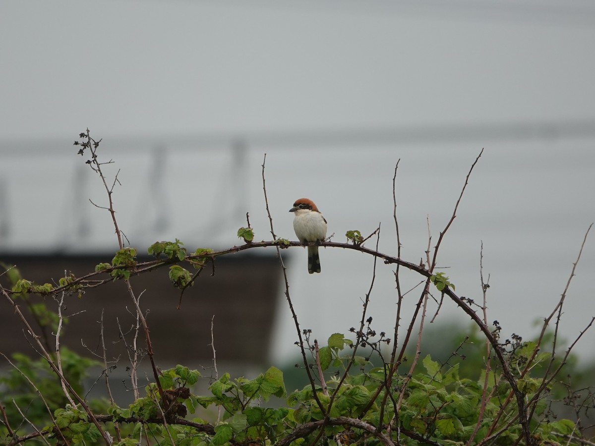 Woodchat Shrike - ML618383058