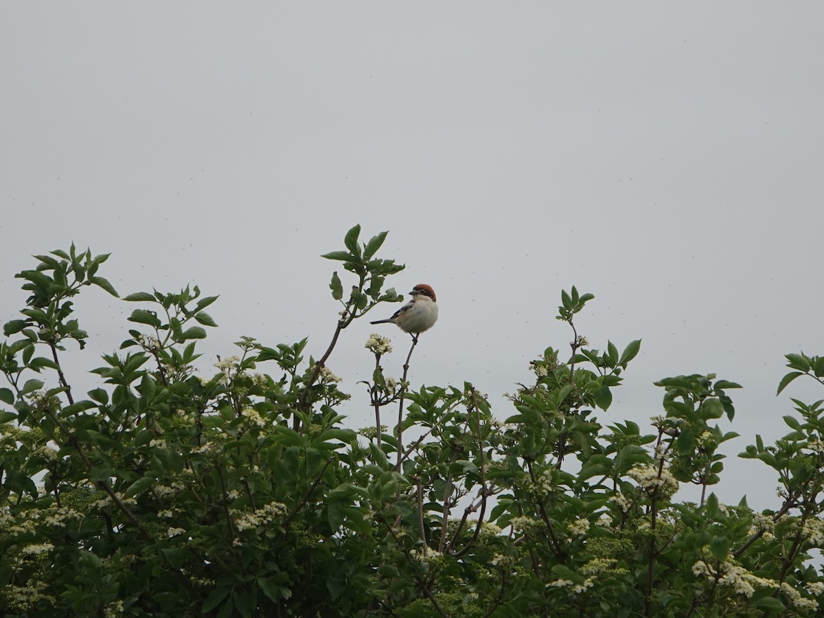 Woodchat Shrike - ML618383059