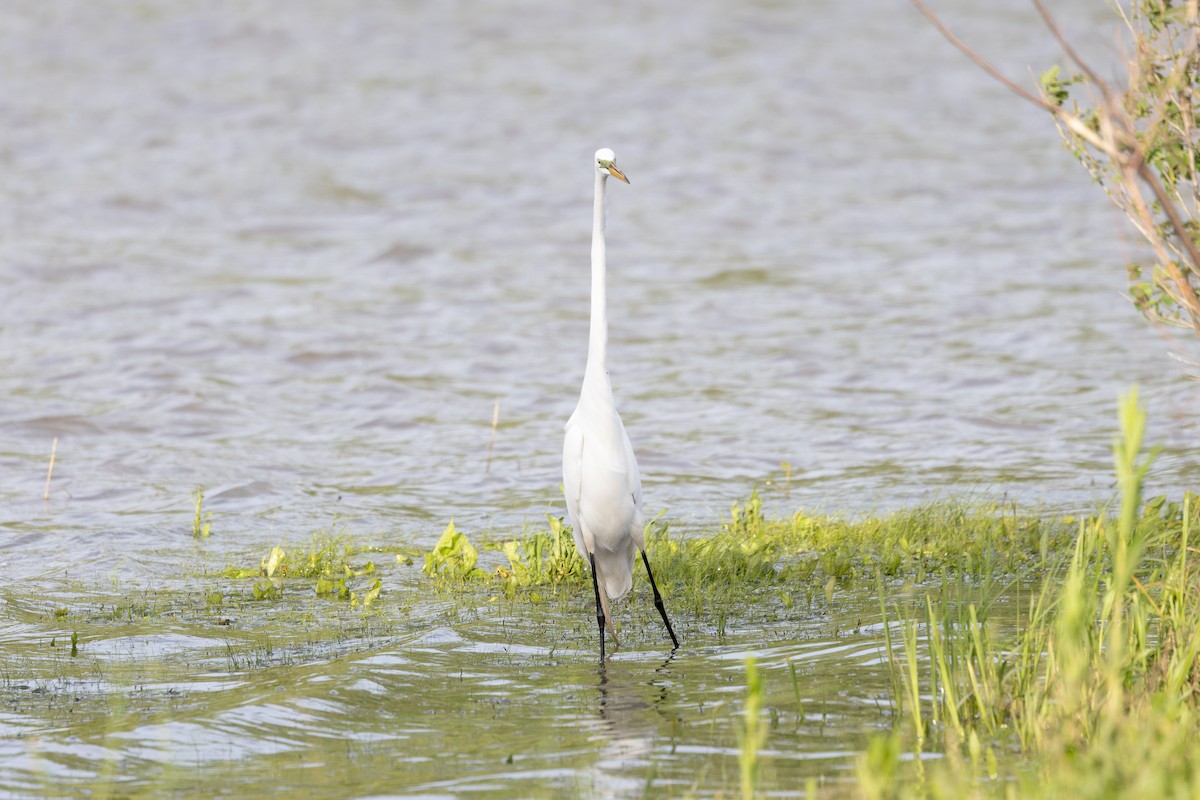 Great Egret - Amy Rangel