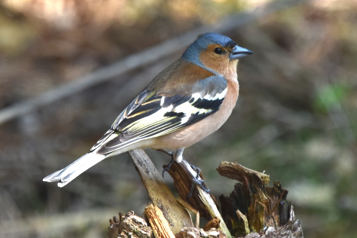 Common Chaffinch - Blair Whyte