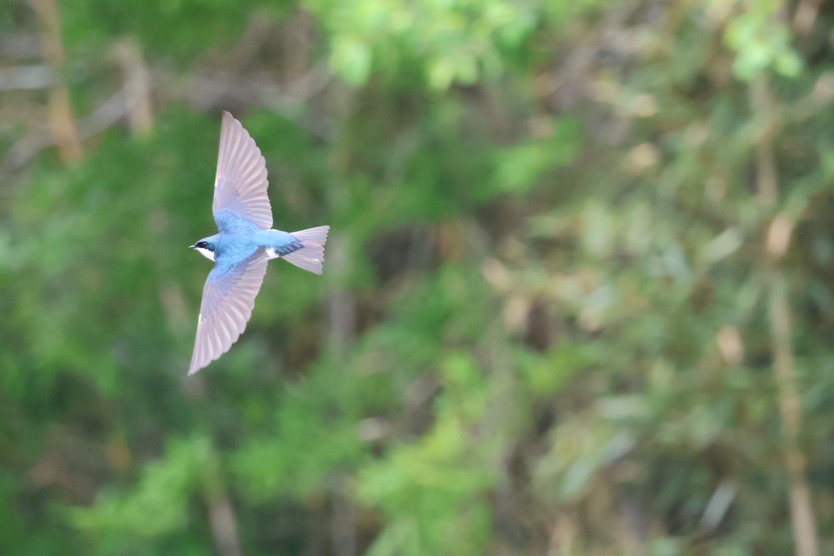 Tree Swallow - Charles Campbell