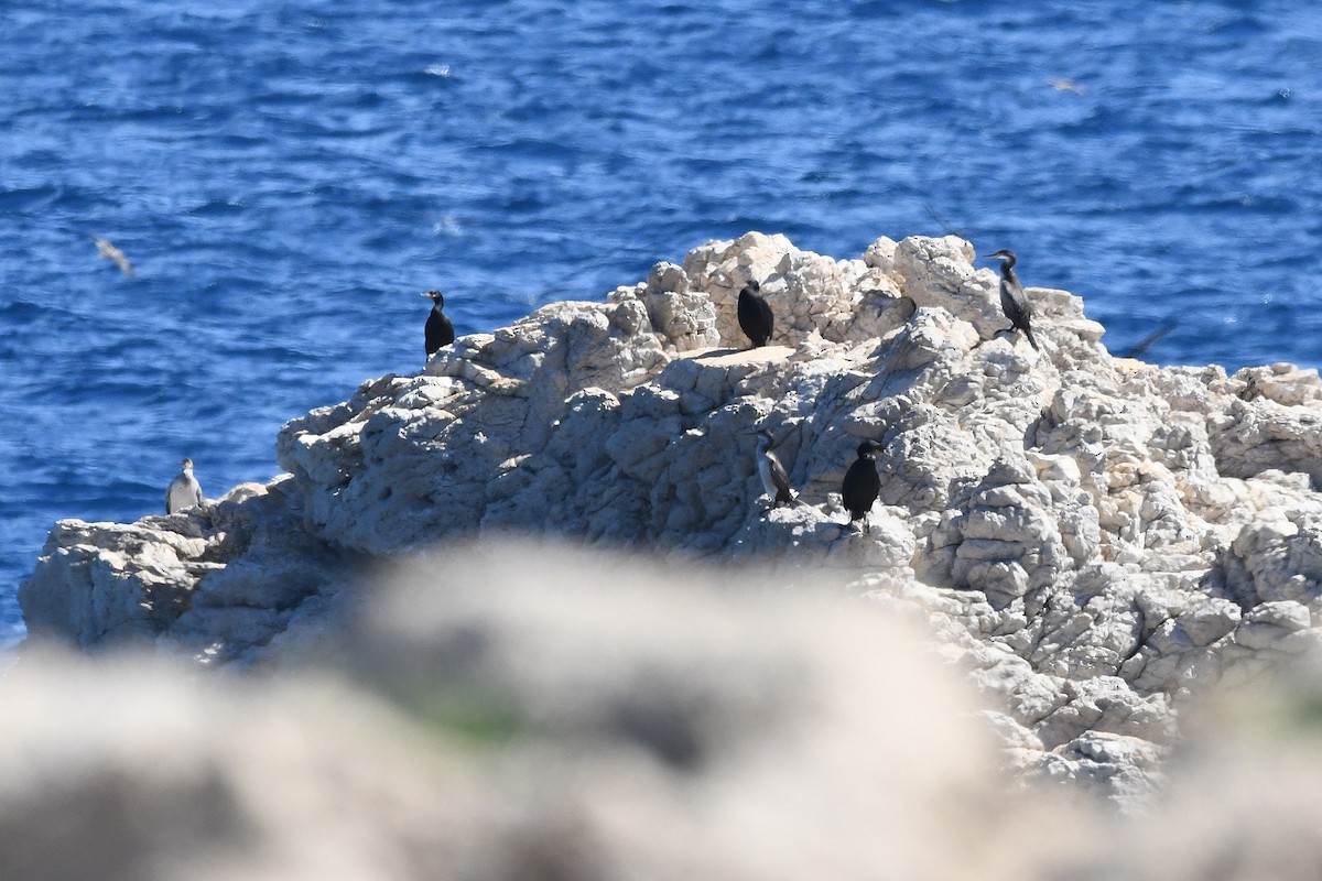 European Shag - Juan José  Bazan Hiraldo