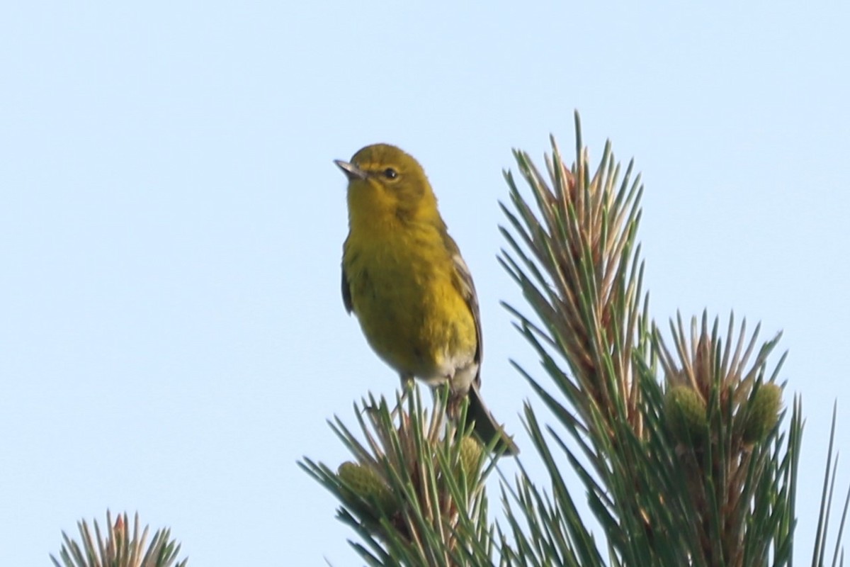 Pine Warbler - ML618383131