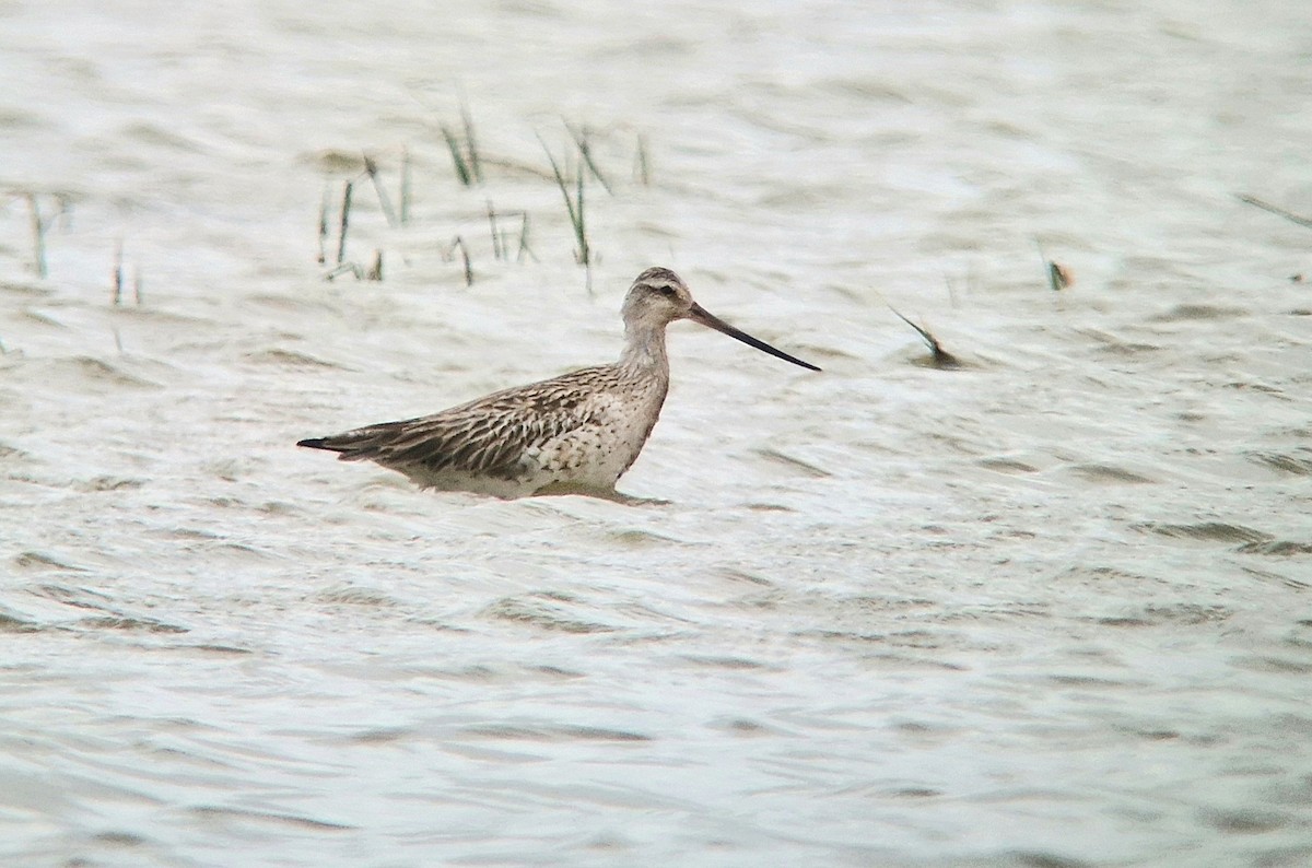 Bar-tailed Godwit - Jana Marco