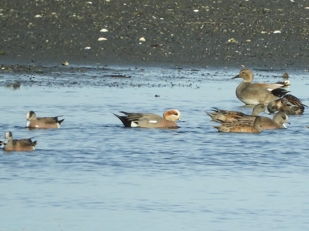 Eurasian x American Wigeon (hybrid) - ML618383164