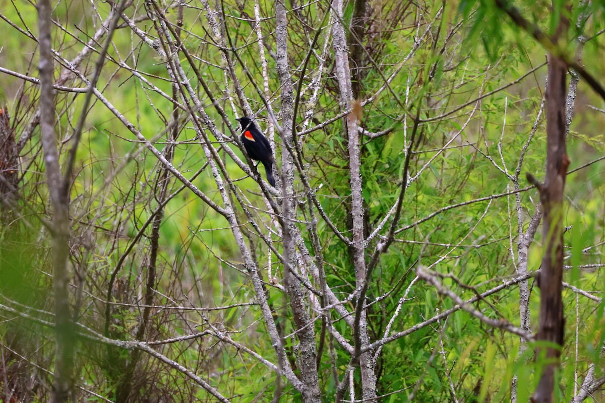Red-winged Blackbird - Charles Campbell