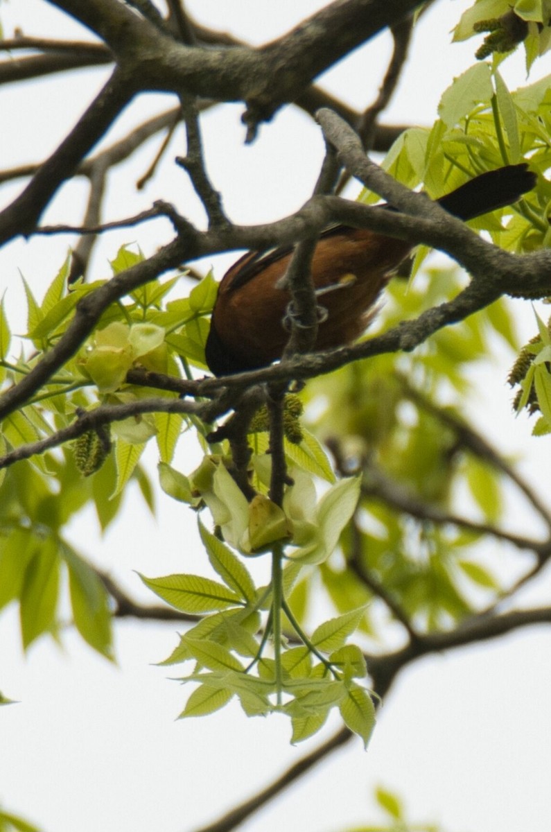 Orchard Oriole - ML618383202