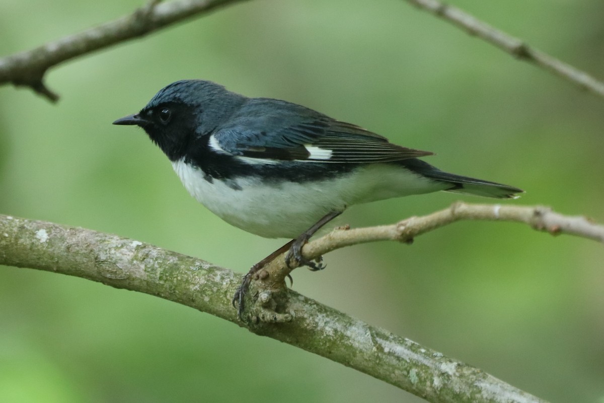 Black-throated Blue Warbler - ML618383203