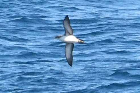 Yelkouan Shearwater - ML618383207