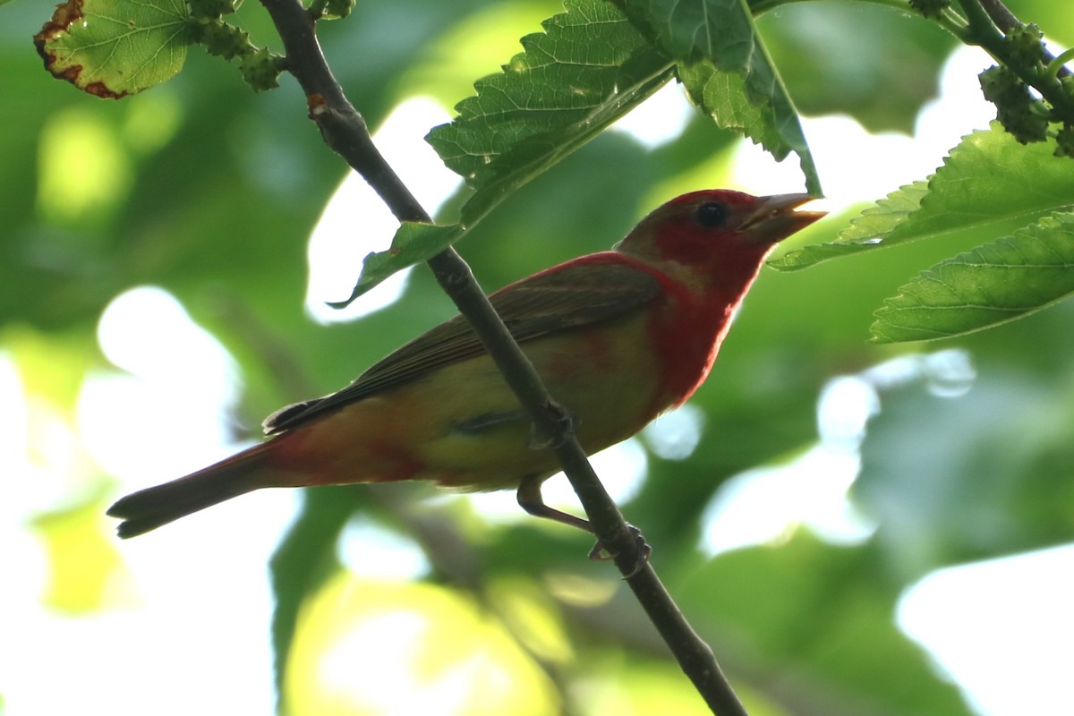 Summer Tanager - ML618383209