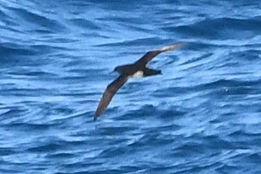 Yelkouan Shearwater - ML618383212