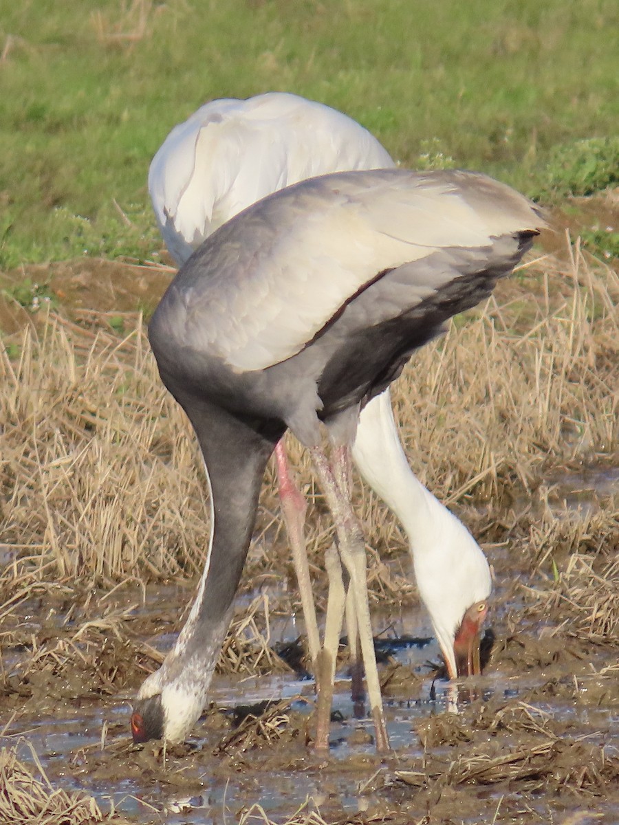 Siberian Crane - ML618383229