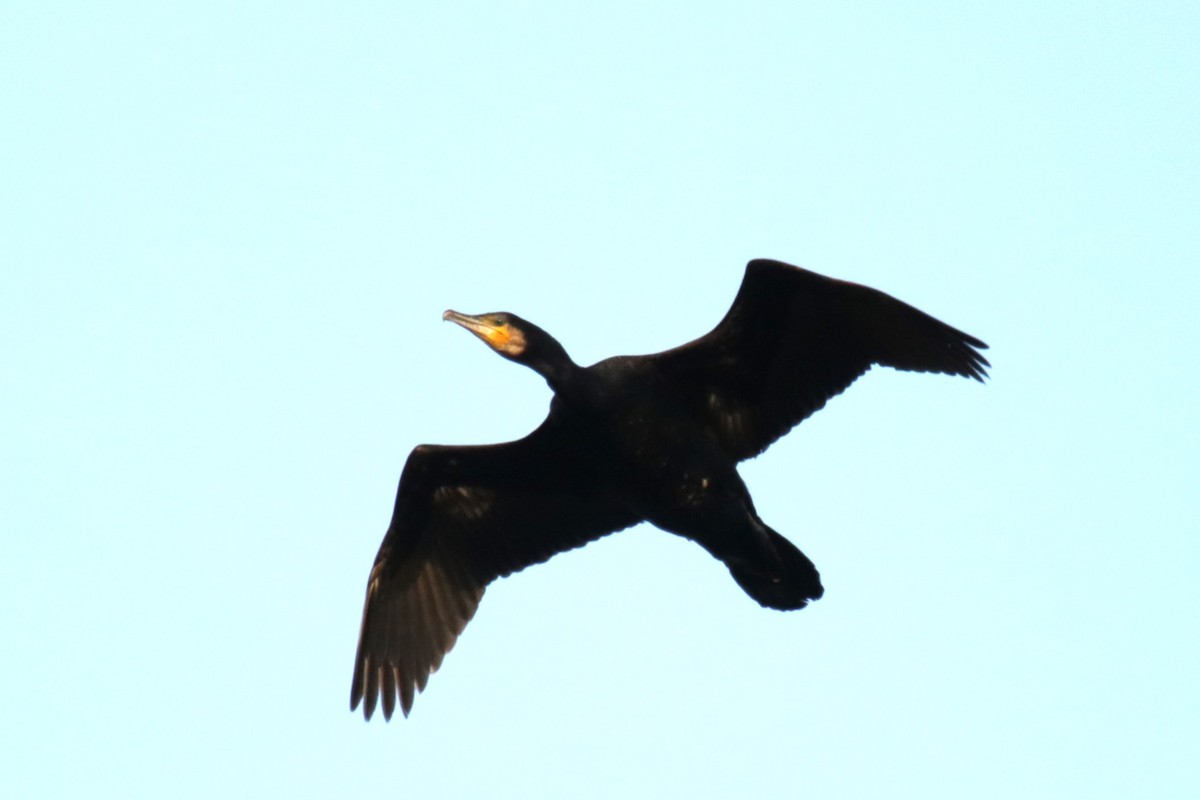 Great Cormorant - ML618383257