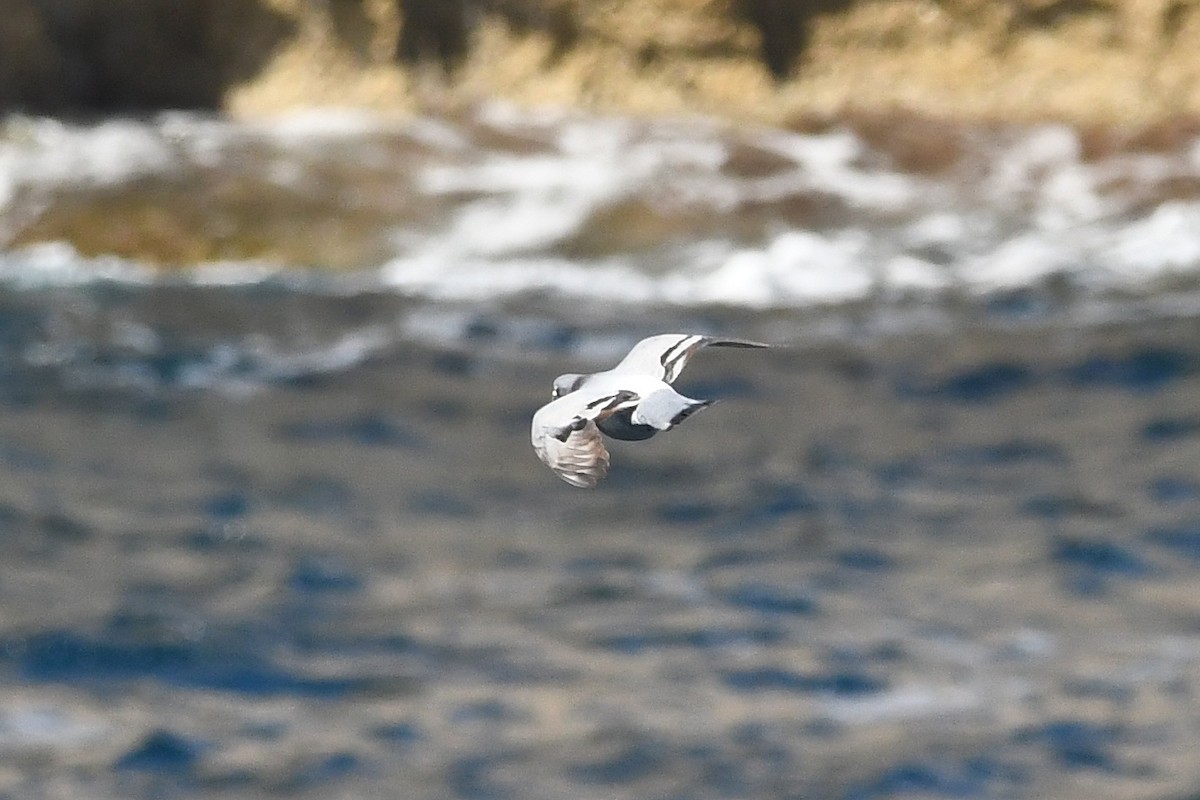 Rock Pigeon - ML618383260