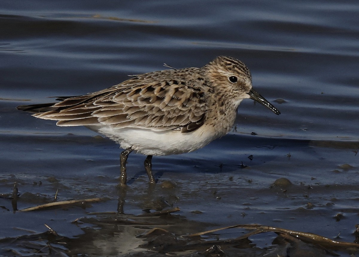 Baird's Sandpiper - Hal and Kirsten Snyder