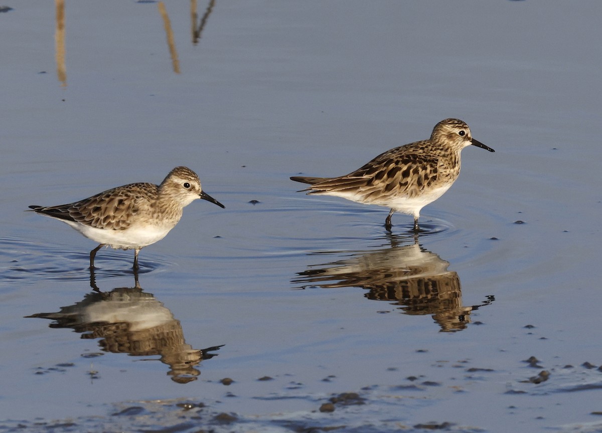 Baird's Sandpiper - Hal and Kirsten Snyder